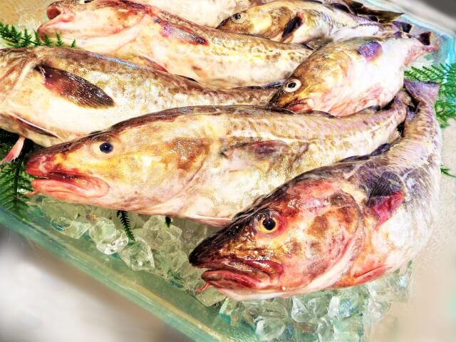 マダラ釣り｜〈初心者の釣り〉“マダラ”の生態／釣りシーズン／釣り方／仕掛け／食べ方【冬の味覚の王様、深海から挑む白銀の巨体】