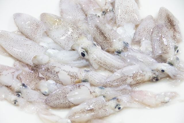ヒイカ釣り｜ヒイカの食べ方｜〈初心者の釣り〉“ヒイカ”の生態／釣りシーズン／釣り方／仕掛け／食べ方【冬の夜に煌めく堤防のアイドル】