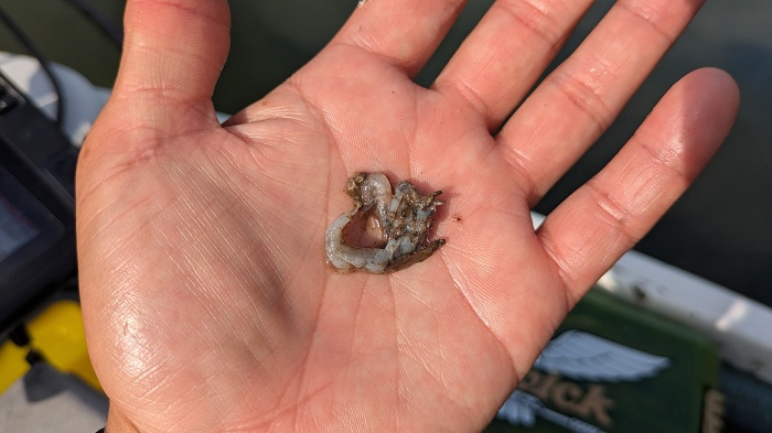 ブラックバスが食べているゴリや虫｜スレた亀山湖でもプロップペッパーJrが効果的！ バスが思わずバイトしてまう“本物のルアーパワー”。