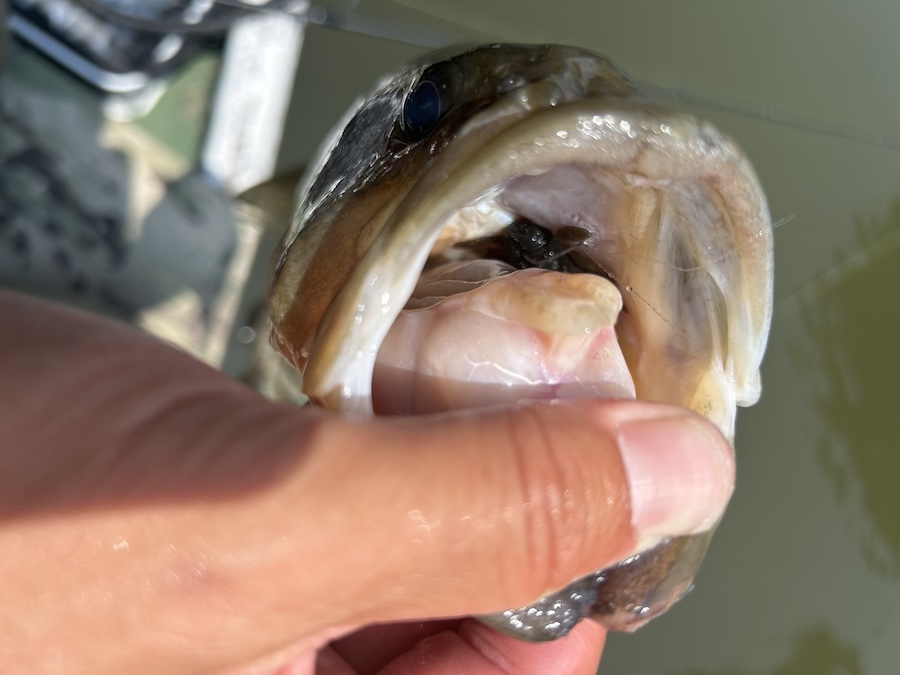 ｜これはまさにミミズ！ロングワームどハマりで真夏のモンスター降臨！「クオリティ激ヤバの魚が出てます…」