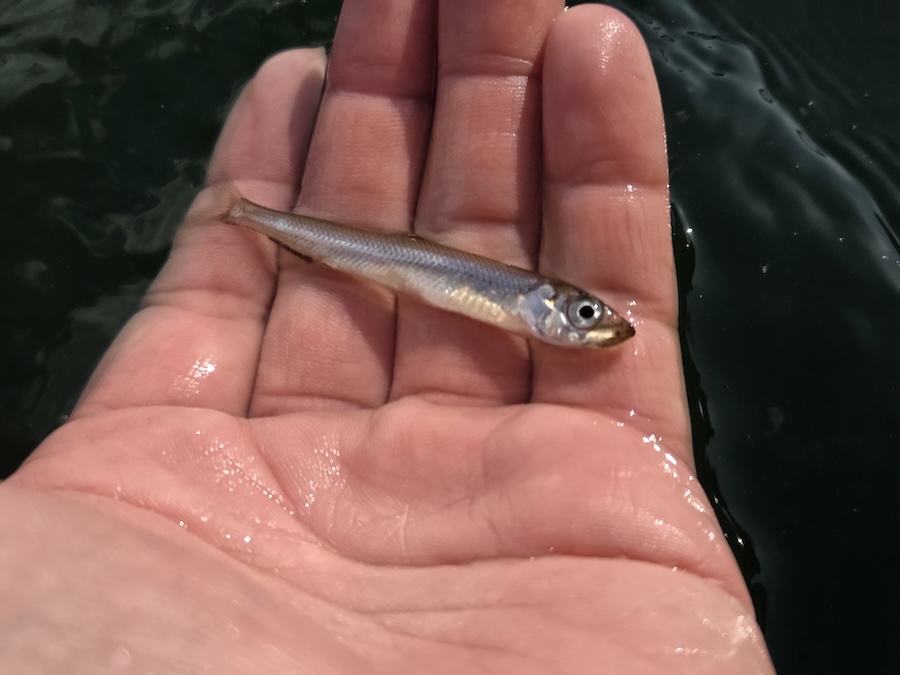 ｜「河口湖よりもはるかにデカい…」ワカサギの表層パターンが楽しめるサイコーのフィールドはここだ！「ワカサギが見えるのでエリア絞りもイージー」