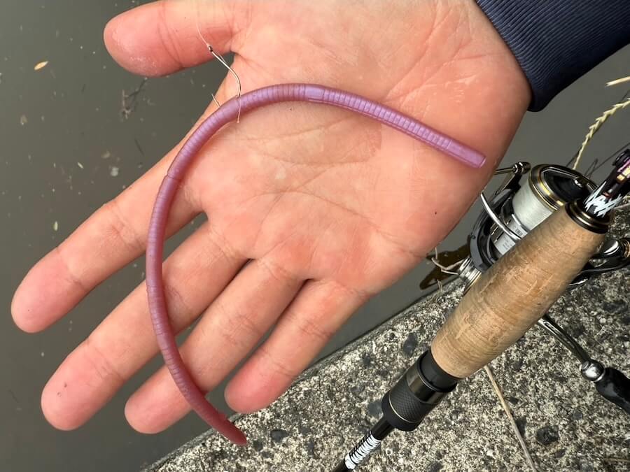 ｜【夏バテ系バスにはこれで決まり】ミミズ待ちパターン切り替えていきなり3発。好きなサイズにカットして『エサ認定』がもらえます