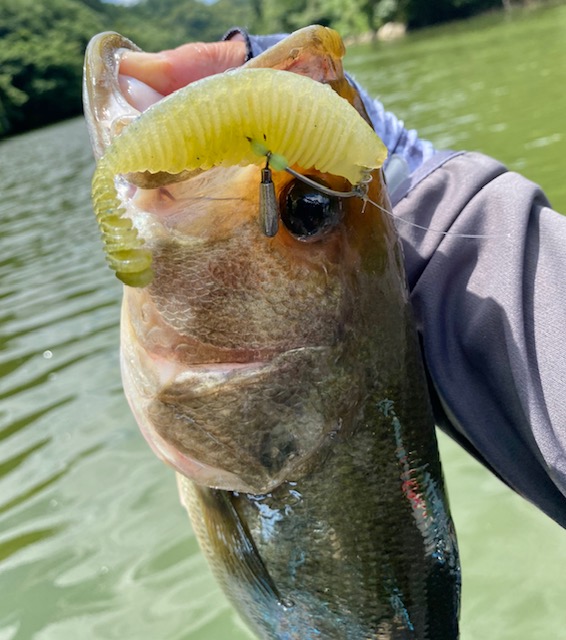 シボフラットで釣れたバス。｜全国で爆釣中!? ビッグバスが狙える話題の「フリーキング」、使い方とポイントをデカバスハンターが解説。