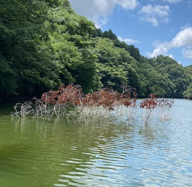 亀山湖のカバー｜全国で爆釣中!? ビッグバスが狙える話題の「フリーキング」、使い方とポイントをデカバスハンターが解説。