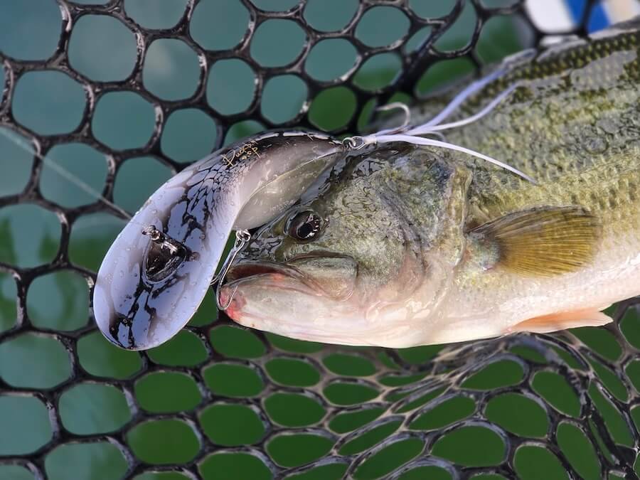 ｜「なぜか釣れるのがデカい…」トップを楽しむなら今がチャンス！大きいエサがいる場所なら大有り。『ダックビル』の使い方