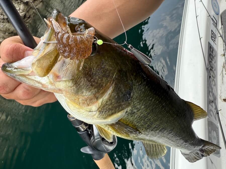 ｜バタバタクローが魚からエサ認定!? 反則級に釣れる使い方とは？