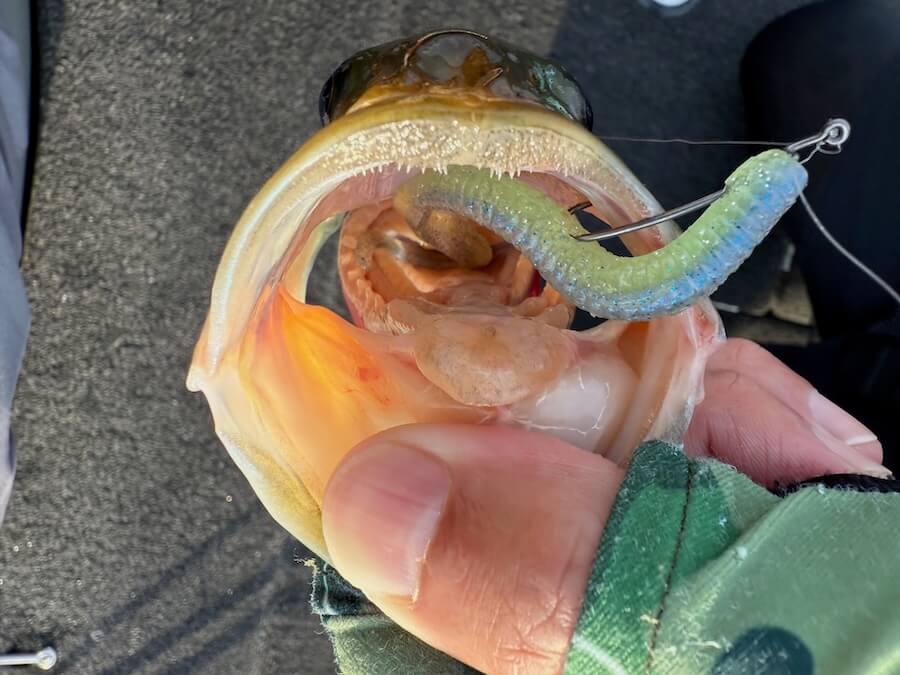 ｜ベイト食いに強い新色！ 「ハスの色に似てるからかな？」カラーもサイズもベストマッチで、夏に最強です！