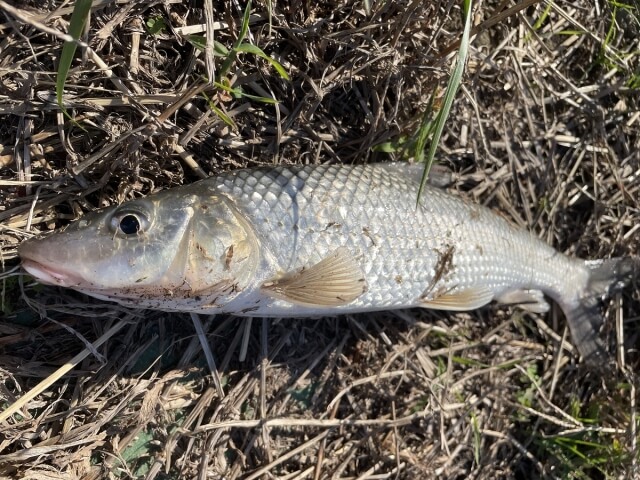 ニゴイ釣り方｜釣れたニゴイの食べ方｜〈初心者の釣り〉“ニゴイ”の生態／釣りシーズン／釣り方／仕掛け／食べ方【身近な川で熱くなれる意外なルアーターゲット】
