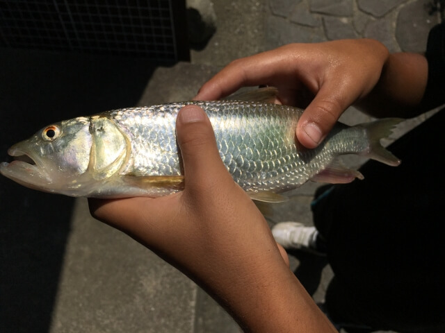 ハス釣り｜【清流を駆ける淡水専門フィッシュイーター】“ハス”の生態／釣りシーズン／釣り方／仕掛け／食べ方〈初心者釣り知識〉