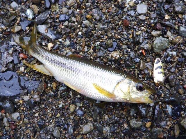 カワムツ釣り｜食べ方｜〈初心者の釣り〉“カワムツ”の生態／釣りシーズン／釣り方／仕掛け／食べ方【身近な川で輝く清流の宝石】