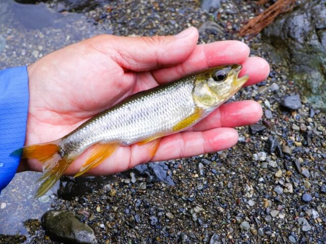 カワムツ釣り｜大きなカワムツ｜〈初心者の釣り〉“カワムツ”の生態／釣りシーズン／釣り方／仕掛け／食べ方【身近な川で輝く清流の宝石】