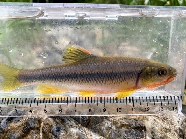 カワムツ釣り｜婚姻色｜〈初心者の釣り〉“カワムツ”の生態／釣りシーズン／釣り方／仕掛け／食べ方【身近な川で輝く清流の宝石】