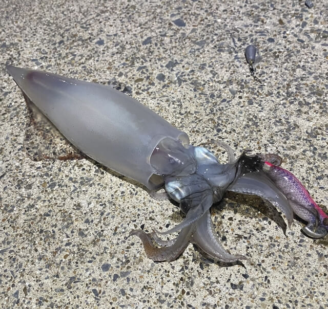 ケンサキイカ釣り｜エギングで釣れたケンサキイカ｜〈初心者の釣り〉“ケンサキイカ”の生態／釣りシーズン／釣り方／仕掛け／食べ方【夏の夜を彩る、極甘の白い宝石】