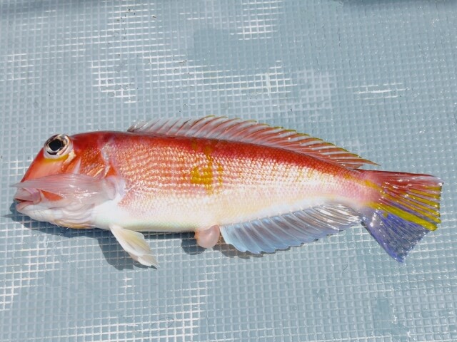 釣れたアマダイ｜〈初心者の釣り〉“アマダイ”の生態／釣りシーズン／釣り方／仕掛け／食べ方【砂底に潜む甘美なる高級魚】