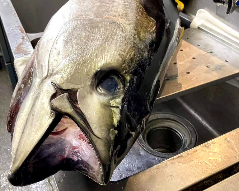 北陸がっぱ｜マグロの頭｜北陸の新鮮な海の幸を存分に堪能できる!!　寿司と海鮮料理『北陸がっぱ』