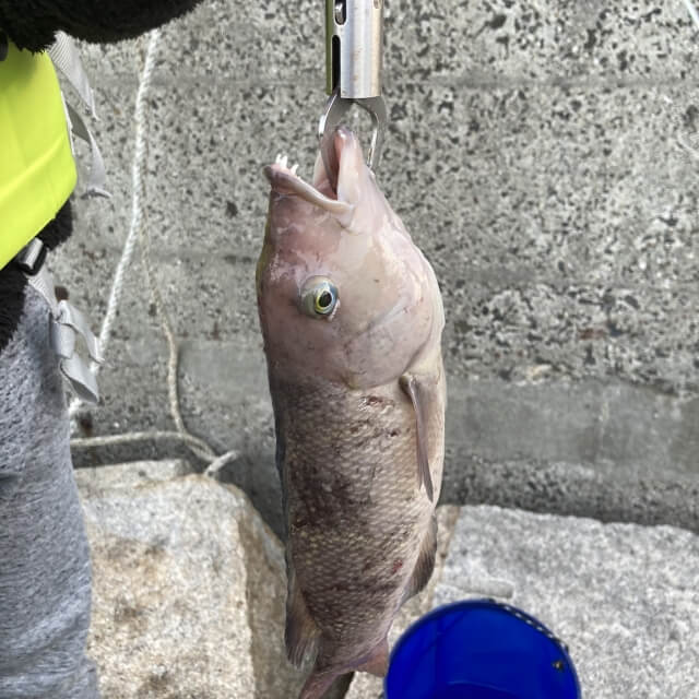 コブダイ釣り｜〈初心者の釣り〉“コブダイ”の生態／釣りシーズン／釣り方／仕掛け／食べ方【磯の破壊王、驚愕のパワーファイター】