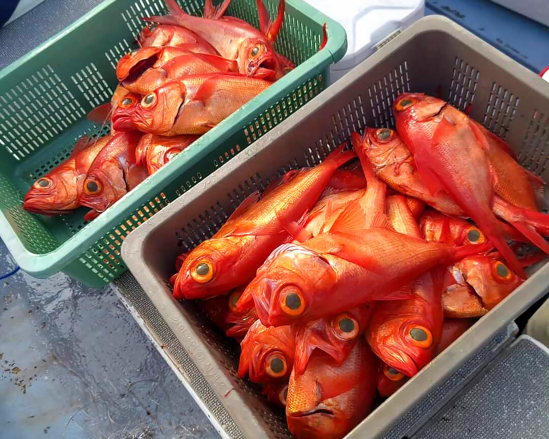 ｜北陸の新鮮な海の幸を存分に堪能できる!!　寿司と海鮮料理『北陸がっぱ』