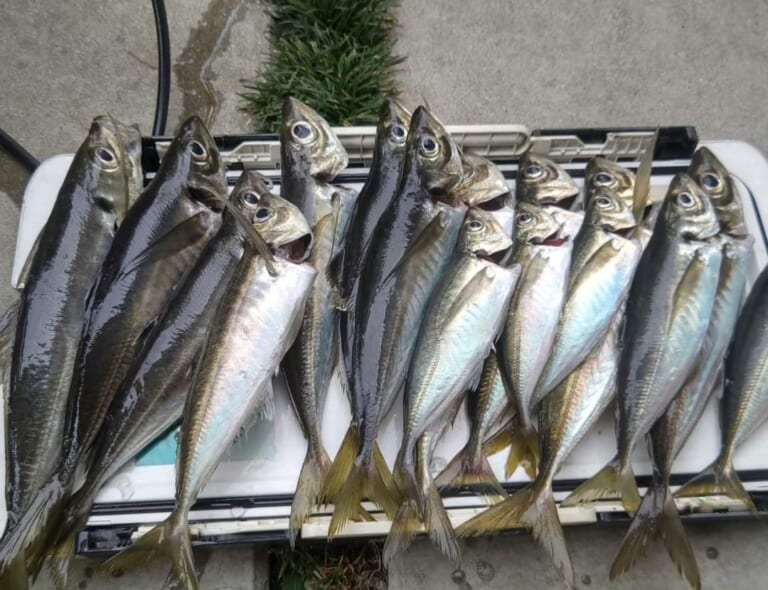 北陸がっぱ｜捕れたての魚たち｜北陸の新鮮な海の幸を存分に堪能できる!!　寿司と海鮮料理『北陸がっぱ』