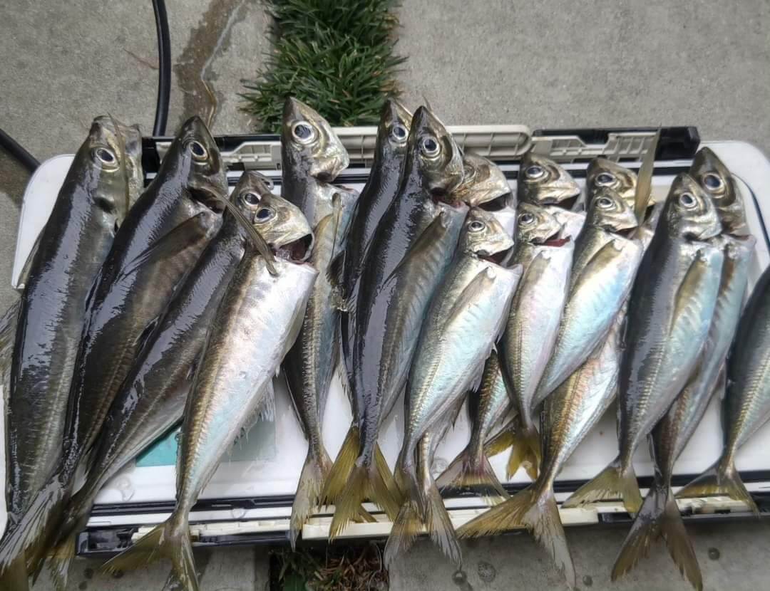 北陸がっぱ｜捕れたての魚たち｜北陸の新鮮な海の幸を存分に堪能できる!!　寿司と海鮮料理『北陸がっぱ』