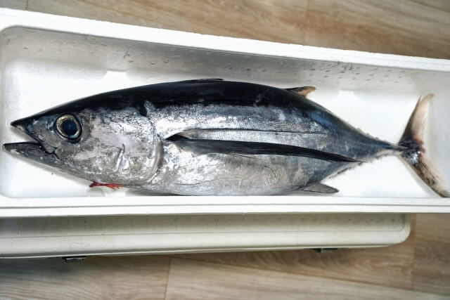 トンボマグロ釣り方｜釣れたトンボマグロ｜〈初心者の釣り〉“トンボマグロ”の生態／釣りシーズン／釣り方／仕掛け／食べ方【黒潮が育む銀色の弾丸! ジギングで狙う絶品マグロ】