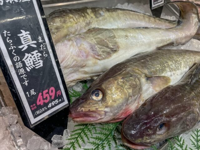 マダラ釣り｜陳列されているマダラ｜〈初心者の釣り〉“マダラ”の生態／釣りシーズン／釣り方／仕掛け／食べ方【冬の味覚の王様、深海から挑む白銀の巨体】
