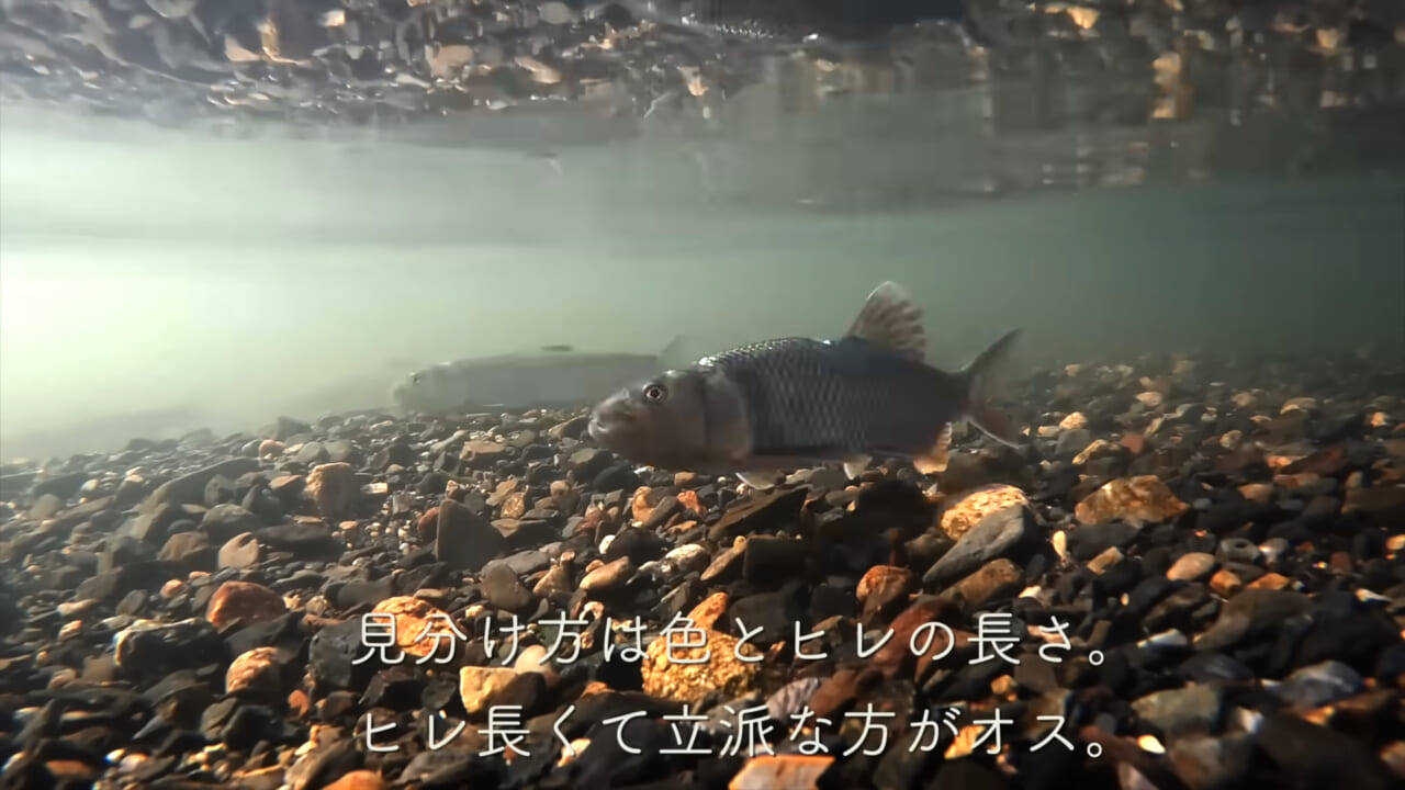 ｜「え、なにこの状況…」元・OLさん、“川の中”で魚を焼いて食べてしまう。