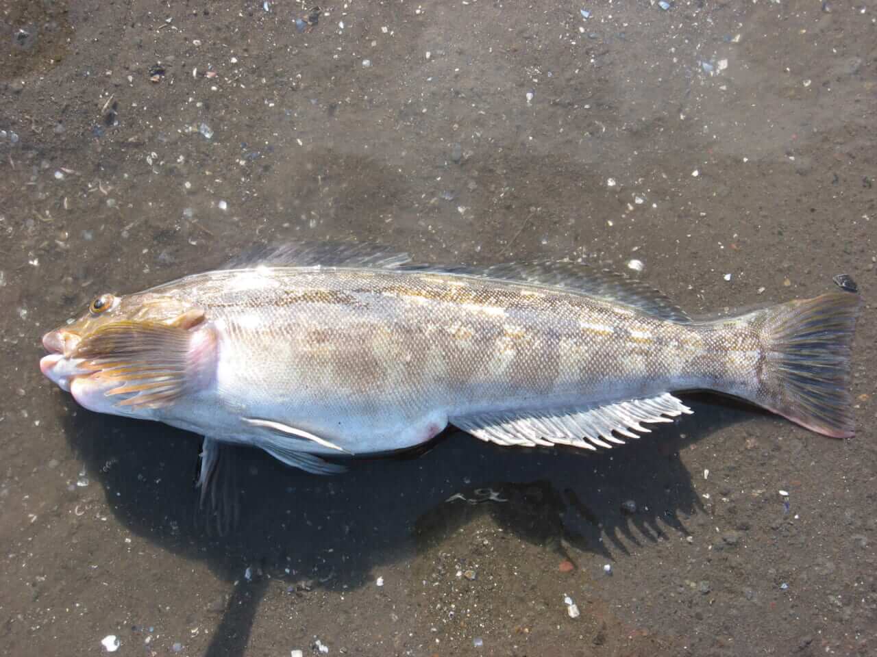 アイナメの釣り方｜釣れたアイナメの食べ方｜〈初心者の釣り〉“アイナメ”の生態／釣りシーズン／釣り方／仕掛け／食べ方【黄金に輝くロックフィッシュの王者!】