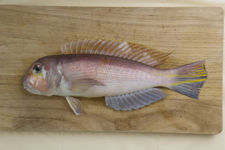 アマダイ｜〈初心者の釣り〉“アマダイ”の生態／釣りシーズン／釣り方／仕掛け／食べ方【砂底に潜む甘美なる高級魚】