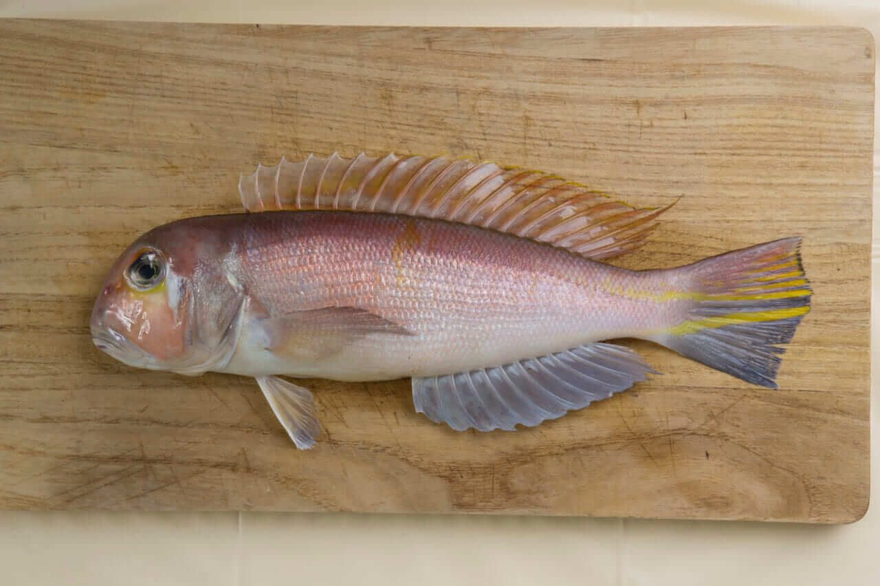 アマダイ｜〈初心者の釣り〉“アマダイ”の生態／釣りシーズン／釣り方／仕掛け／食べ方【砂底に潜む甘美なる高級魚】