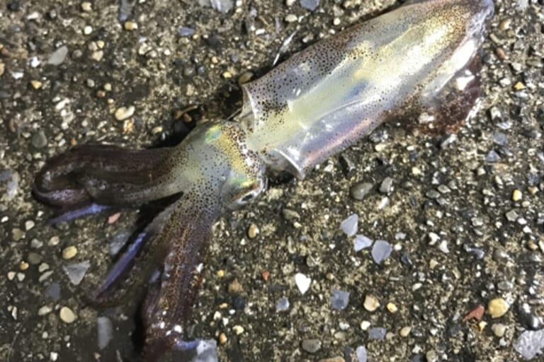 ヒイカ釣り｜釣れたヒイカ｜〈初心者の釣り〉“ヒイカ”の生態／釣りシーズン／釣り方／仕掛け／食べ方【冬の夜に煌めく堤防のアイドル】