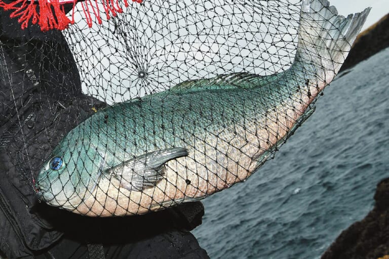 メジナ釣り｜釣れたメジナの食べ方｜〈初心者の釣り〉“メジナ”の生態／釣りシーズン／釣り方／仕掛け／食べ方【磯の王者、強烈な引きで釣り人を魅了するターゲット】