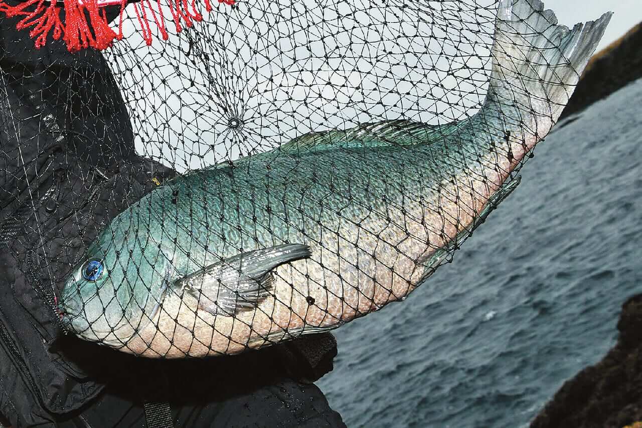 メジナ釣り｜釣れたメジナの食べ方｜〈初心者の釣り〉“メジナ”の生態／釣りシーズン／釣り方／仕掛け／食べ方【磯の王者、強烈な引きで釣り人を魅了するターゲット】