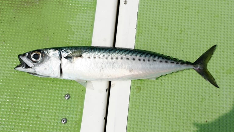 〈初心者の釣り〉“サバ”の生態／釣りシーズン／釣り方／仕掛け／食べ方【堤防釣りの主役! 手軽に楽しめて食卓も潤す万能フィッシュ】