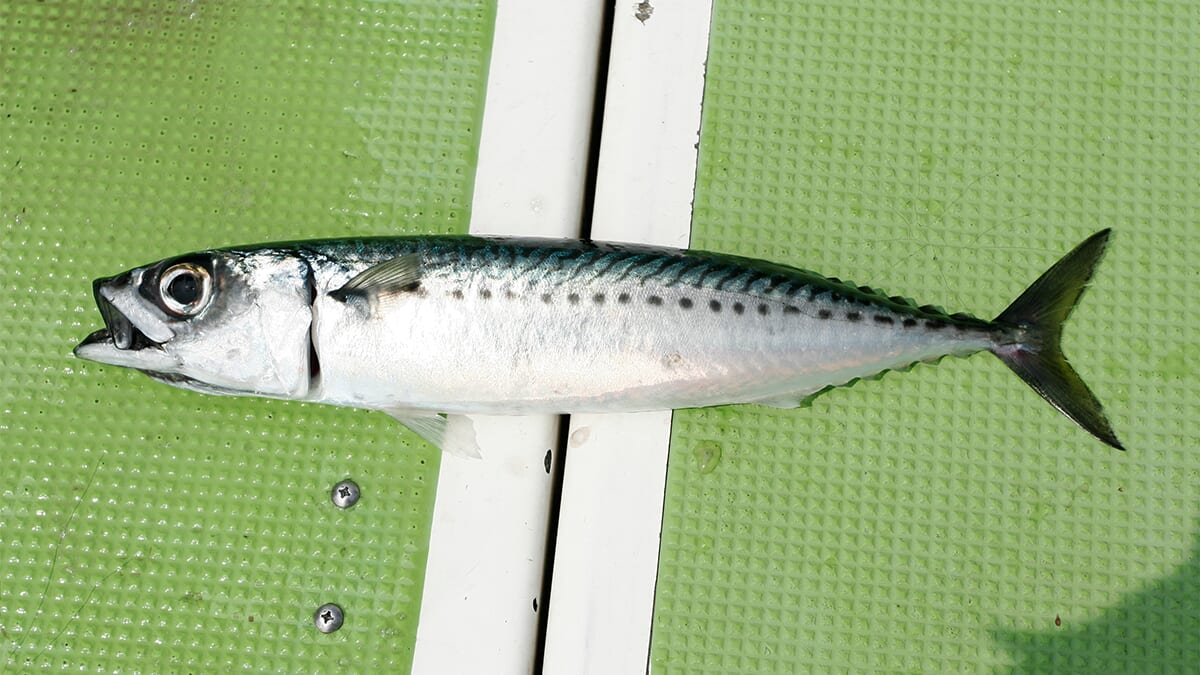 ｜〈初心者の釣り〉“サバ”の生態／釣りシーズン／釣り方／仕掛け／食べ方【堤防釣りの主役! 手軽に楽しめて食卓も潤す万能フィッシュ】