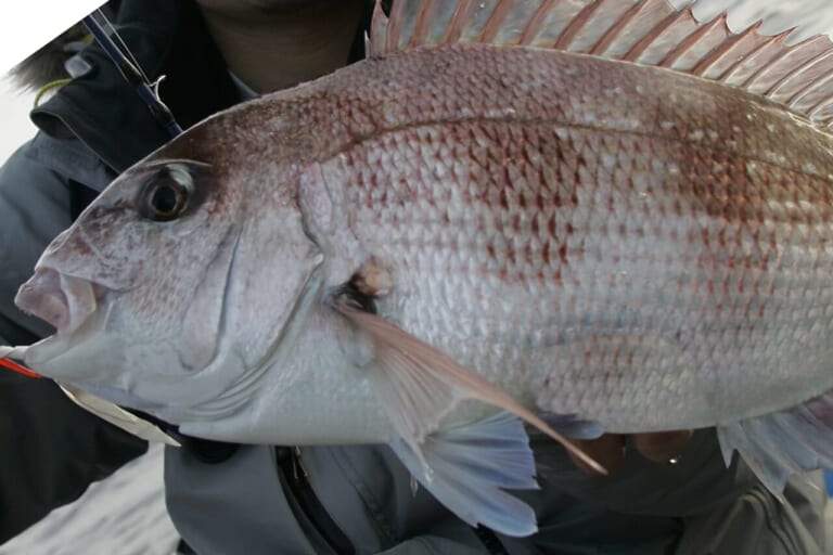 マダイの釣り方｜釣れたマダイ｜〈初心者の釣り〉“マダイ”の生態／釣りシーズン／釣り方／仕掛け／食べ方【釣ってよし食べてよし! 誰もが愛する海の赤い宝石】