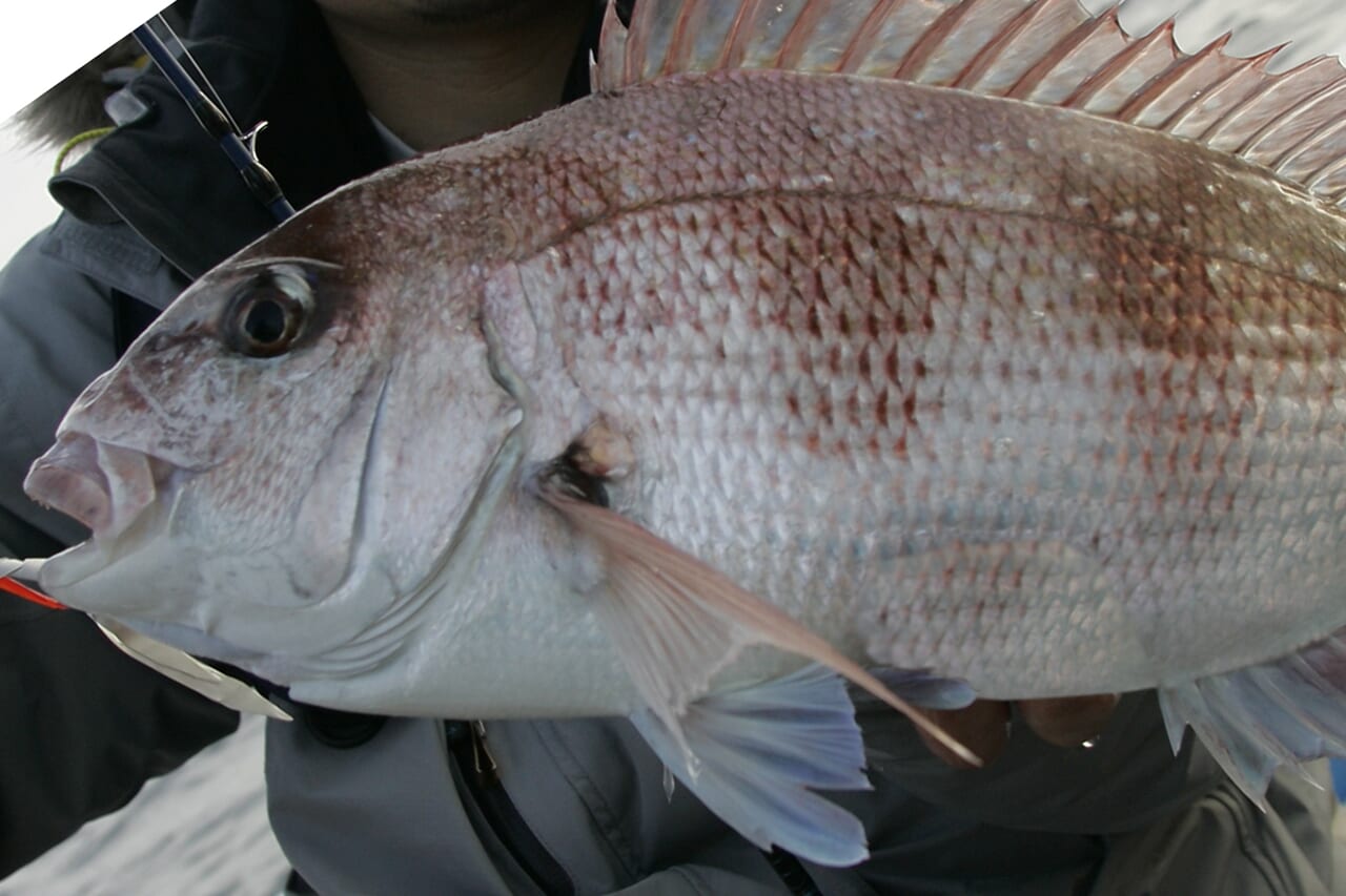 マダイの釣り方｜釣れたマダイ｜〈初心者の釣り〉“マダイ”の生態／釣りシーズン／釣り方／仕掛け／食べ方【釣ってよし食べてよし! 誰もが愛する海の赤い宝石】