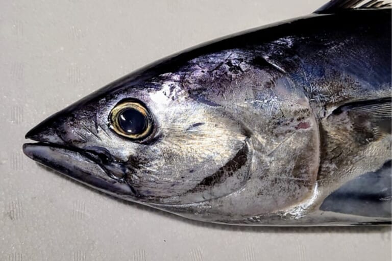 カツオ釣り方｜〈初心者の釣り〉“カツオ”の生態／釣りシーズン／釣り方／仕掛け／食べ方【黒潮を駆ける海の弾丸】