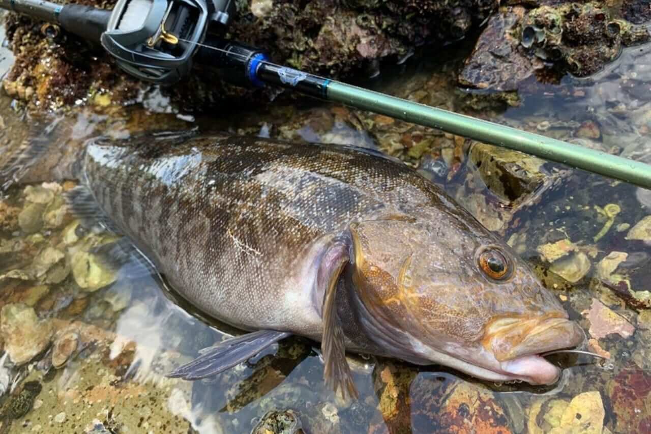 アイナメの釣り方｜釣れたアイナメ｜〈初心者の釣り〉“アイナメ”の生態／釣りシーズン／釣り方／仕掛け／食べ方【黄金に輝くロックフィッシュの王者!】