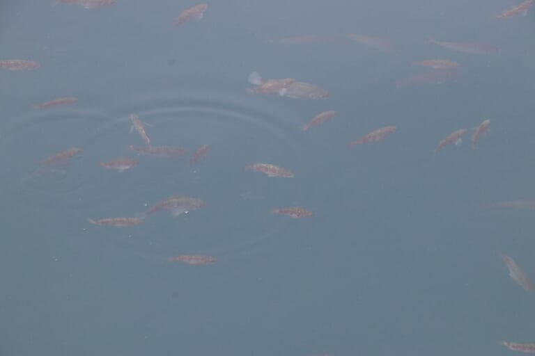 メバルの釣り方｜泳ぎ回るメバルの群れ｜〈初心者の釣り〉“メバル”の生態／釣りシーズン／釣り方／仕掛け／食べ方【春の訪れを告げるライトゲームのアイドル】