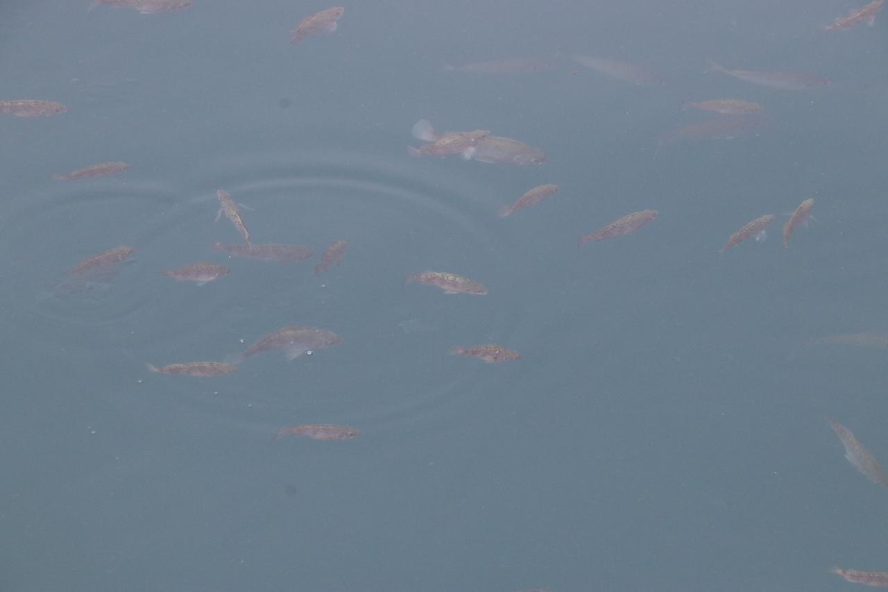 メバルの釣り方｜泳ぎ回るメバルの群れ｜〈初心者の釣り〉“メバル”の生態／釣りシーズン／釣り方／仕掛け／食べ方【春の訪れを告げるライトゲームのアイドル】