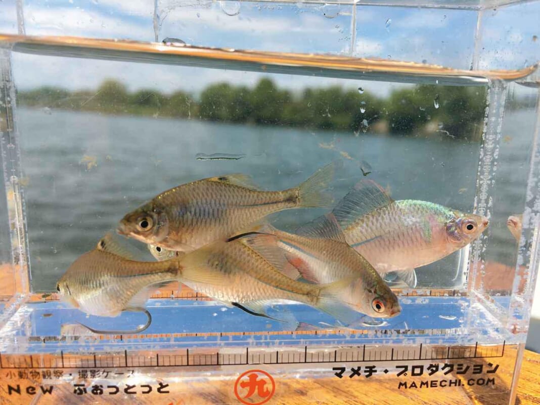 タナゴ釣り|〈初心者の釣り〉“タナゴ”の生態/釣りシーズン/釣り方/仕掛け【水中の宝石を追い求める、日本の伝統釣魚】