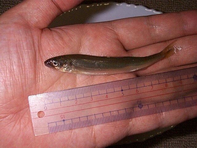 小アユ釣り｜〈初心者の釣り〉“小アユ”の生態／釣りシーズン／釣り方／仕掛け／食べ方【琵琶湖からの春の使者、手軽に楽しむ川の幸】