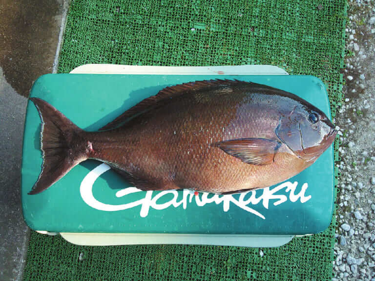 メジナ釣り｜大型のメジナ｜〈初心者の釣り〉“メジナ”の生態／釣りシーズン／釣り方／仕掛け／食べ方【磯の王者、強烈な引きで釣り人を魅了するターゲット】