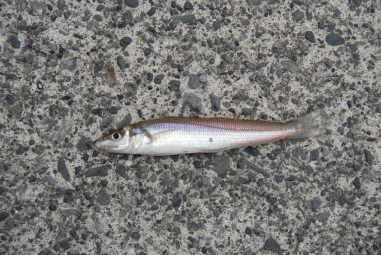シロギス釣り｜食べ方｜〈初心者の釣り〉“シロギス”の生態／釣りシーズン／釣り方／仕掛け／食べ方【砂浜の女王、麗しき海のターゲット】