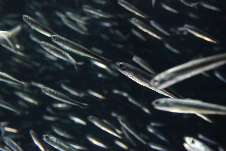 アマダイ釣り方｜イワシの群れ｜〈初心者の釣り〉“アマダイ”の生態／釣りシーズン／釣り方／仕掛け／食べ方【砂底に潜む甘美なる高級魚】