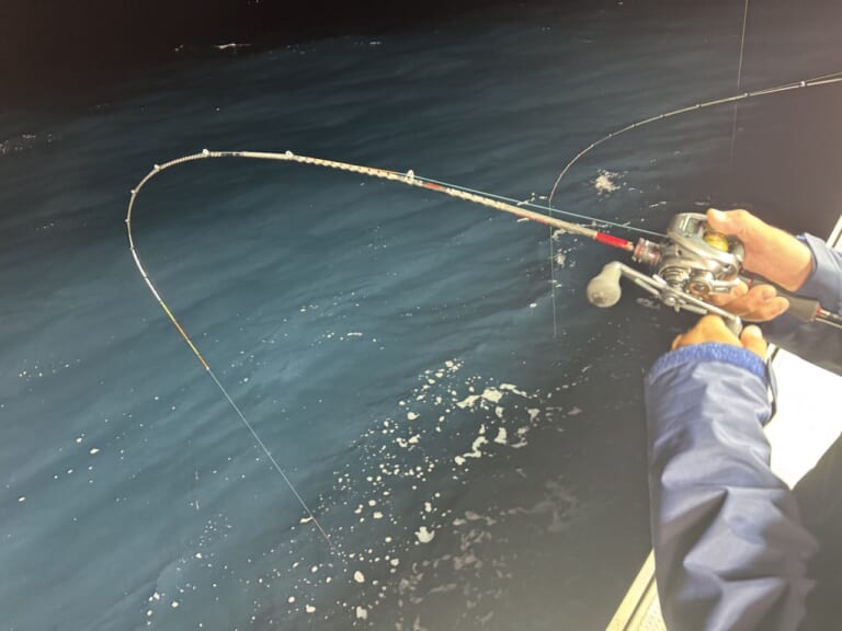 ヤリイカの釣り方｜イカメタル｜〈初心者の釣り〉“ヤリイカ”の生態／釣りシーズン／釣り方／仕掛け／食べ方【冬の夜に煌めく海の幸、繊細なアタリと極上の味覚】