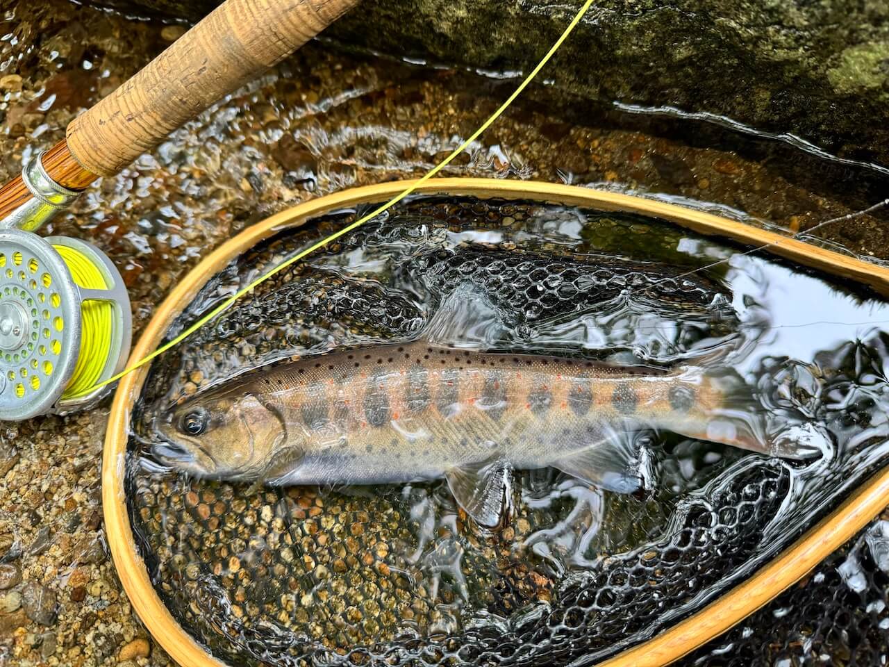 ｜〈初心者の釣り〉“アマゴ”の生態／釣りシーズン／釣り方／仕掛け／食べ方【渓流に煌めく朱点の宝石、その輝きを追う】