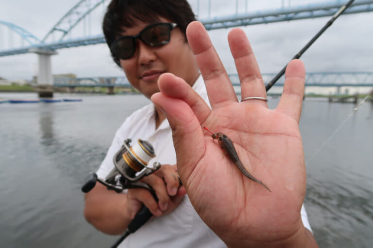 ハゼの釣り方｜ちょい投げ釣りで釣れたハゼ｜〈初心者の釣り〉“ハゼ”の生態／釣りシーズン／釣り方／仕掛け／食べ方【江戸前の粋な小物釣り、家族で楽しむ夏の風物詩】