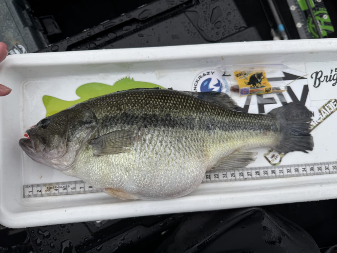 ｜【WHO IS THE TOPWATER KING?】トップウォーター最強決定戦TOP ONEに迫る！！