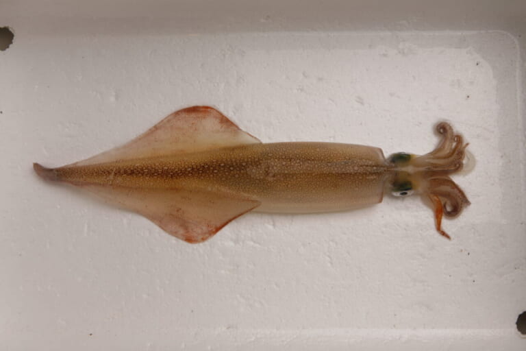 ヤリイカの釣り方｜ヤリイカ｜〈初心者の釣り〉“ヤリイカ”の生態／釣りシーズン／釣り方／仕掛け／食べ方【冬の夜に煌めく海の幸、繊細なアタリと極上の味覚】